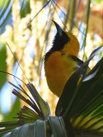 Oriole.jpg