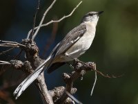Mockingbird.jpg
