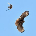 Hawk3.jpg