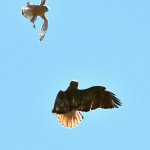Hawk5.jpg