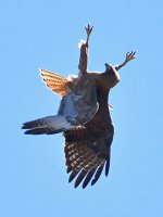 Hawk7.jpg