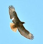 Hawk2.jpg