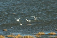 DSC_4452-3.jpg