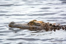 D73_0631-2.jpg
