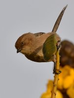 Tit4.jpg