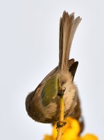 Tit5.jpg