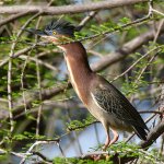 GreenHeron.jpg