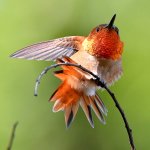 Hummer11.jpg
