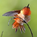 Hummer13.jpg