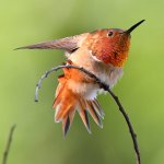 Hummer12.jpg