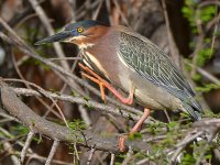 GreenHeron4.jpg