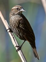 Blackbird5.jpg