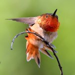 Hummer10.jpg