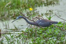 Little Blue Heron- 1-1.jpg