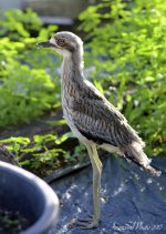 DSC_5887.jpg