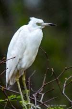 D73_0650-2.jpg