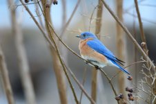 _DSC0479-Edit.jpg