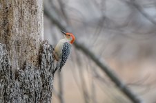 _DSC0460-Edit.jpg