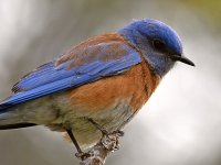 Bluebirds6.jpg