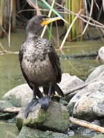 Cormorant.jpg