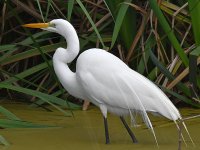 Egret2.jpg