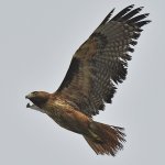 Hawk6.jpg