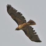 Hawk11.jpg