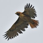 Hawk7.jpg