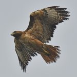 Hawk8.jpg