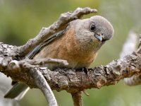 Bluebirds7.jpg