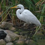 Egret.jpg