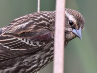 Blackbird2.jpg