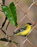 Goldfinch.jpg
