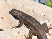 Lizard.jpg