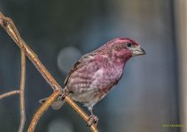_IVA9057-Edit-Edit.jpg