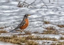 _IVA9077-Edit.jpg