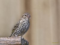 _IVA9093-Edit.jpg