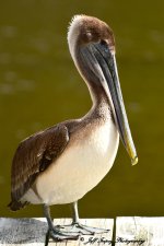 DSC_8446.jpg