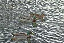 3-9-17-cr_DSC_5016.jpg