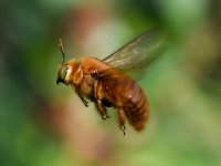 Bee.jpg