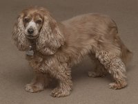 Dog.jpg