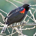 Blackbird.jpg