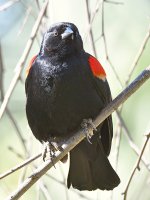 Blackbird4.jpg