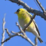 Goldfinch.jpg