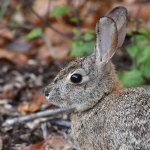 Rabbit3.jpg