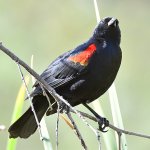 Blackbird2.jpg