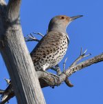 Flicker.jpg