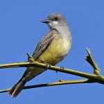 Kingbird2.jpg