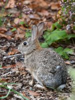 Rabbit2.jpg
