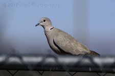 3-14-17-cr__D7K6042.jpg